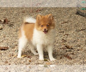 Pomeranian Puppy for sale in NAPPANEE, IN, USA
