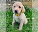 Puppy Alma AKC ENG Labrador Retriever