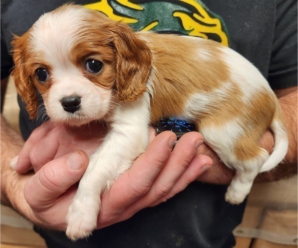 Medium Photo #2 Cavalier King Charles Spaniel Puppy For Sale in BOONVILLE, NY, USA