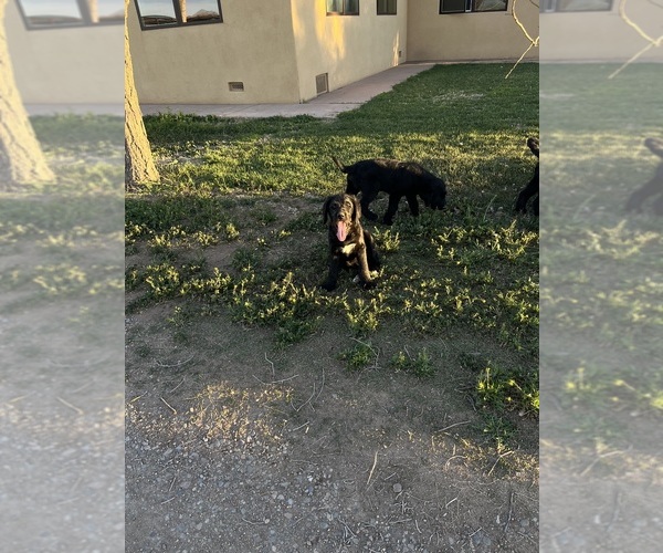 Medium Photo #8 Labradoodle Puppy For Sale in WILLCOX, AZ, USA