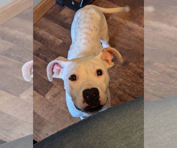 Medium Photo #9 Boxer-Unknown Mix Puppy For Sale in Germantown, OH, USA