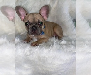 French Bulldog Puppy for sale in BEECH GROVE, IN, USA