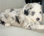 Small #3 Sheepadoodle