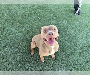 American Pit Bull Terrier Dogs for adoption in Corona, CA, USA