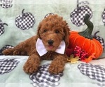 Small Photo #6 Cavapoo-Poodle (Miniature) Mix Puppy For Sale in LAKELAND, FL, USA