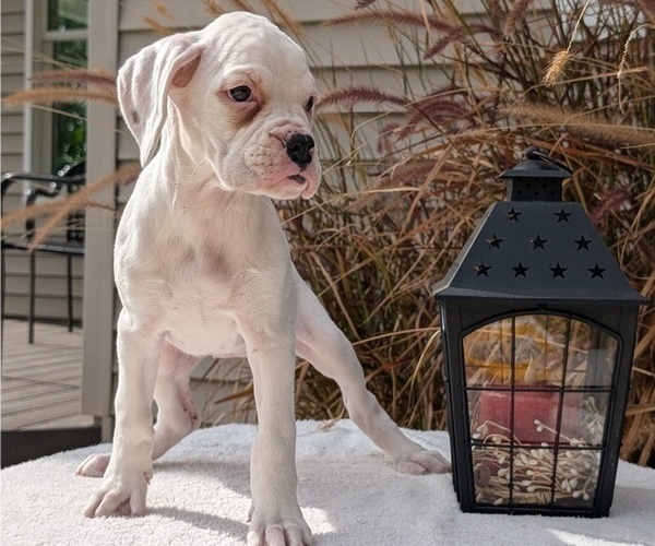 Medium Photo #2 Boxer Puppy For Sale in GOSHEN, IN, USA