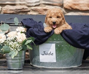 Goldendoodle-Poodle (Miniature) Mix Puppy for sale in FREDERICKSBG, OH, USA