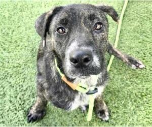 Plott Hound-Unknown Mix Dogs for adoption in Houston, TX, USA