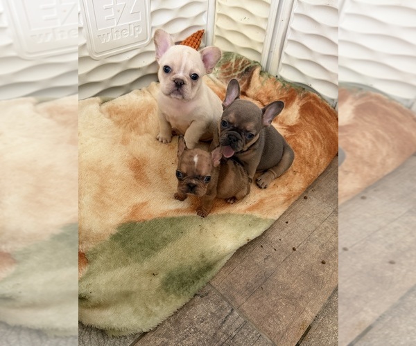 Medium Photo #7 French Bulldog Puppy For Sale in CAPE CORAL, FL, USA