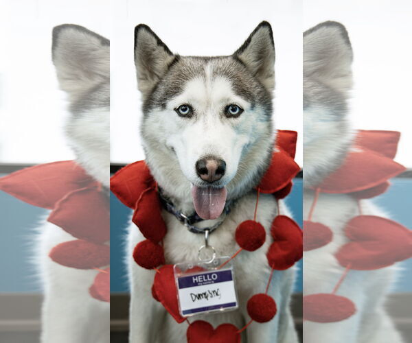 Medium Photo #1 Siberian Husky Puppy For Sale in Carrollton, TX, USA