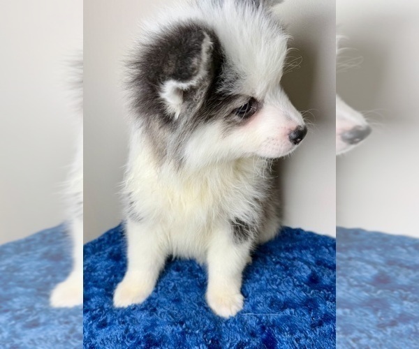 Medium Photo #8 Pomsky Puppy For Sale in NASHUA, NH, USA