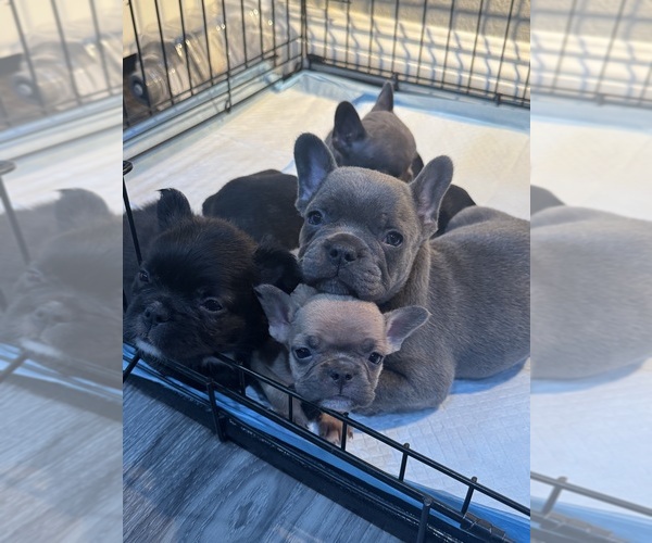 Medium Photo #5 French Bulldog Puppy For Sale in SAN BERNARDINO, CA, USA