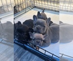 Small #4 French Bulldog