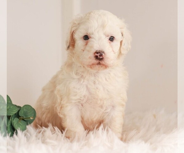 Medium Photo #1 Miniature Bernedoodle Puppy For Sale in KILLINGER, PA, USA