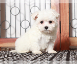 Small #3 Maltese