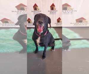 Melanie - Female Labrador Retriever-Unknown Mix Dog for Adoption - Photo #3