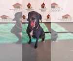 Small #2 Labrador Retriever Mix