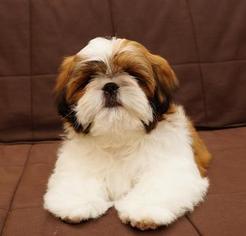 Shih Tzu Puppy for sale in CONDON, MT, USA