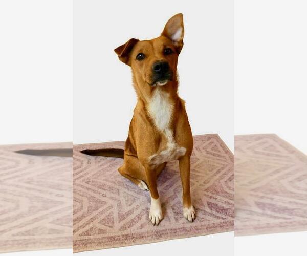 Medium Photo #2 Mutt Puppy For Sale in San Diego, CA, USA