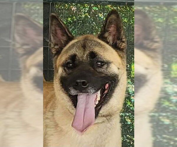 Medium Photo #2 Akita-Unknown Mix Puppy For Sale in Pottstown, PA, USA