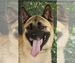 Lexi - Female Akita-German Shepherd Dog Mix Dog for Adoption - Photo #2
