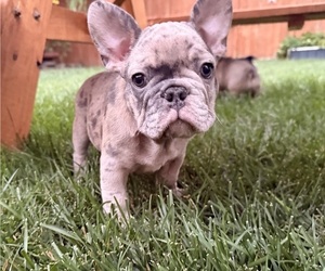 French Bulldog Puppy for Sale in MCMINNVILLE, Oregon USA