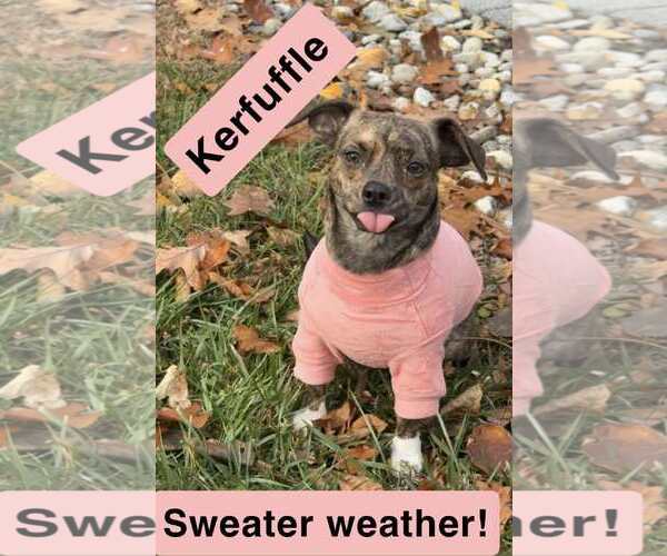 Medium Photo #4 Chiweenie Puppy For Sale in pomfret, CT, USA