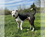 Small #2 American Pit Bull Terrier Mix