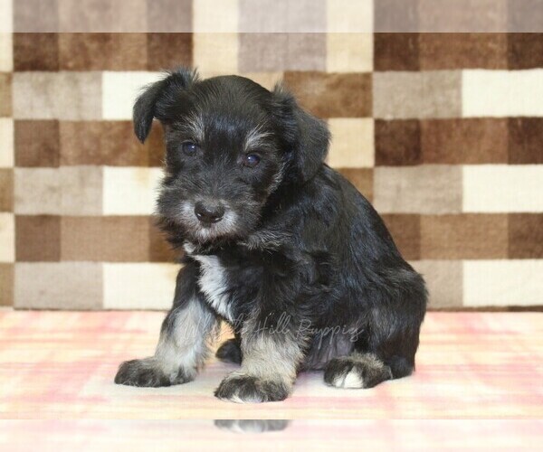 Medium Photo #4 Schnauzer (Miniature) Puppy For Sale in DENVER, PA, USA