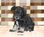 Small #3 Schnauzer (Miniature)