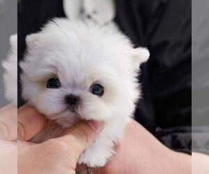Maltese Puppy for Sale in CLERMONT, Florida USA