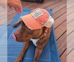 Small #35 American Bulldog Mix