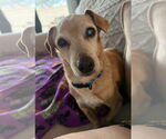 Small #3 Chiweenie