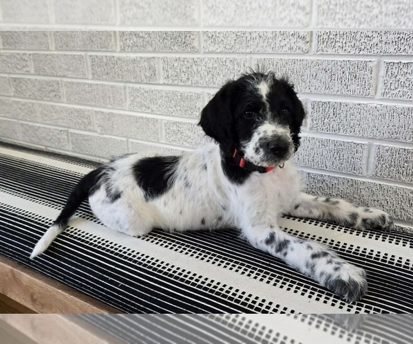 Medium Photo #6 Labradoodle Puppy For Sale in CANTON, NC, USA