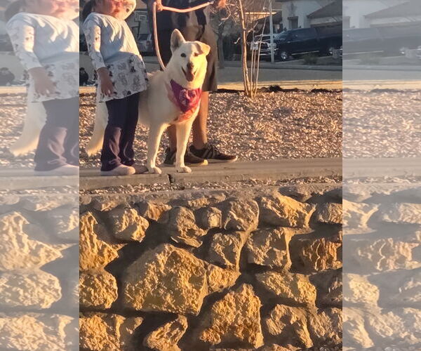 Medium Photo #3 Siberian Husky-Unknown Mix Puppy For Sale in Williamsburg, NM, USA