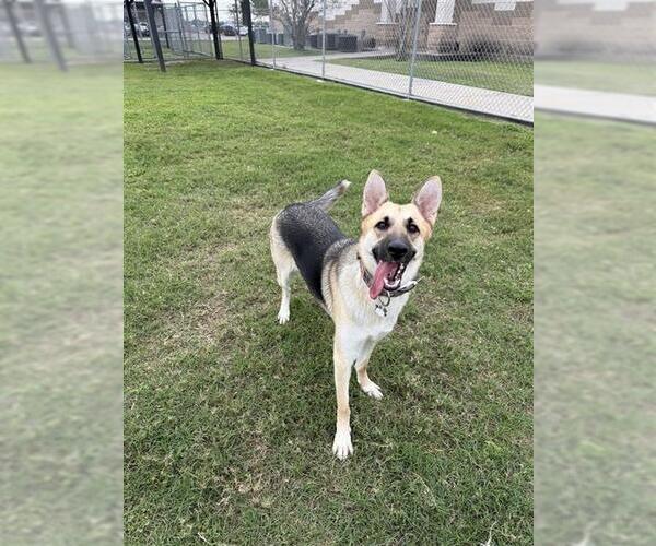 Medium Photo #1 German Shepherd Dog-Unknown Mix Puppy For Sale in Corpus Christi, TX, USA