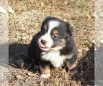 Small Photo #1 Australian Shepherd Puppy For Sale in AINSWORTH, NE, USA