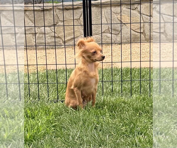 Medium Photo #3 Chihuahua Puppy For Sale in Banning, CA, USA