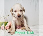 Puppy 1 Labrador Retriever