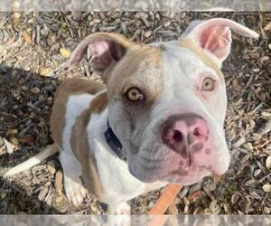 Mutt Dogs for adoption in Martinez, CA, USA