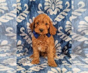 Cock-A-Poo Puppy for sale in NOTTINGHAM, PA, USA