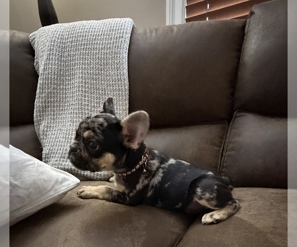 Medium Photo #1 French Bulldog Puppy For Sale in HUTCHINSON, KS, USA