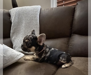 French Bulldog Puppy for Sale in HUTCHINSON, Kansas USA