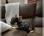 Small French Bulldog