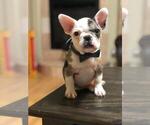 Small Photo #1 French Bulldog Puppy For Sale in CHULA VISTA, CA, USA
