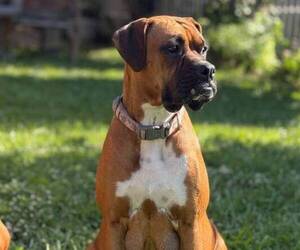 Mother of the Boxer puppies born on 06/23/2025