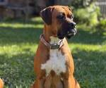 Small Photo #1 Boxer Puppy For Sale in FONTANA, CA, USA
