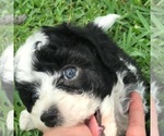 Small Photo #13 Aussiedoodle Miniature  Puppy For Sale in FORT MYERS, FL, USA