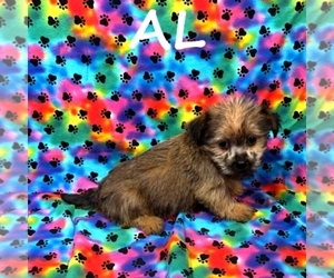 Shorkie Tzu Puppy for sale in HARTLAND, MN, USA