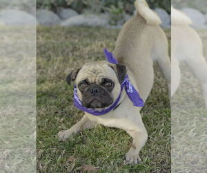 Malloy - Male Pug Dog for Adoption - Photo #3